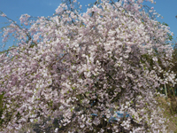 鶴亀公園 枝垂れ桜