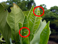 葉についた虫の卵の写真