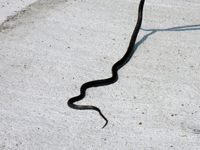 捕獲したヘビの写真