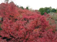 2009年清水寺の紅葉その２