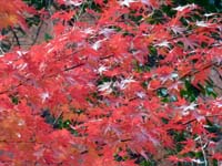 2009年清水寺の紅葉その１