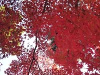 北野天満宮の紅葉２