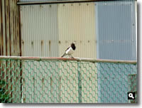 mitzの家でよく見かける野鳥の写真