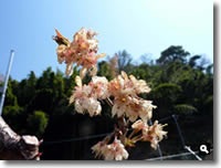 暖地桜桃の花（咲き終わり頃）の写真