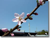 桃の花の写真