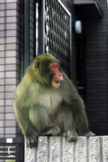 2004年津田町に出没していた猿の写真