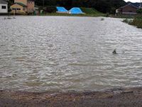 津田町鶴羽 台風15号で水に漬かった田んぼの写真