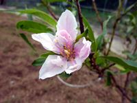 10月に咲いた桃の花の写真