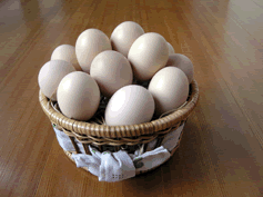 烏骨鶏の卵の写真