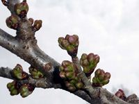 暖地桜桃の蕾の写真