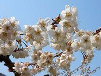 3月28日、満開になった暖地桜桃の写真