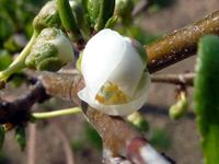 mitzの家のすももの花、間もなく開花の写真