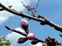 桃の蕾の写真
