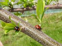 スモモの木に集まったテントウ虫の写真