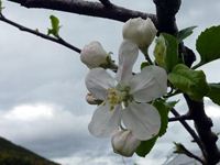 リンゴの花の写真