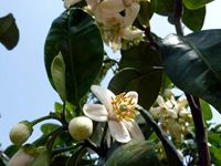 晩白柚の花の写真