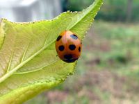 テントウ虫の写真①