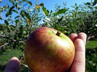 香川県さぬき市津田町mitz育てた無農薬りんご収穫の写真