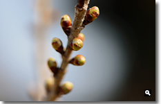 暖地桜桃の蕾の画像