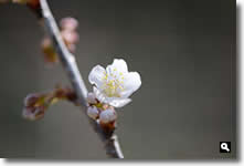 2013年3月9日暖地桜桃の花が咲いた写真