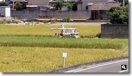 津田町の稲刈りの写真