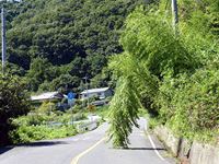 2013年9月17日県道2号線に竹が倒れてきた写真
