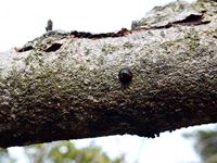 2014年2月19日リンゴの木で発見した小さなテントウ虫の写真