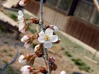 2014年3月16日暖地桜桃の花が咲いた写真