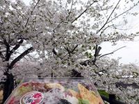 2014年4月3日さぬき市亀鶴公園の桜の写真②