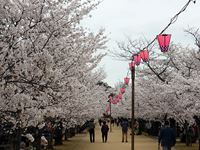 2014年4月3日さぬき市亀鶴公園の桜の写真①