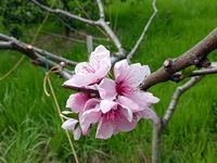 2014年4月3日mitzの家の桃の花の写真