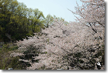 2014年4月10日さぬき市津田町鶴羽墓地公園の桜の写真