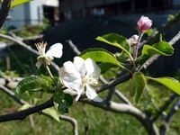 2014年5月7日りんごの花の写真