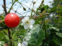 2014年5月19日暖地桜桃の花と美の写真