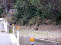 2015年1月9日香川県さぬき市大川町田面鹿庭にいた猿の写真