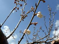 2015年3月11日香川県さぬき市津田町鶴羽 mitzの家の暖地桜桃開花の写真②