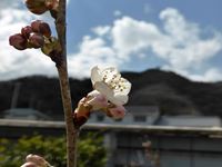 2015年3月11日香川県さぬき市津田町鶴羽 mitzの家の暖地桜桃開花の写真①