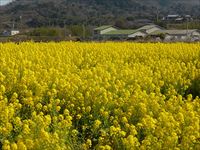 2015年3月27日香川県さぬき市津田町鶴羽の菜の花の写真