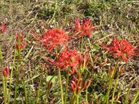 2015年9月13日 香川県さぬき市津田町鶴羽mitzの家の近所に咲いた曼珠沙華の写真