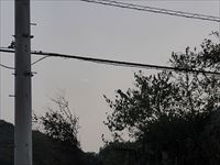 2015年11月4日さぬき市津田町 彗星！？ の写真