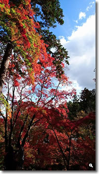 2015年11月11日 大窪寺の紅葉の写真①