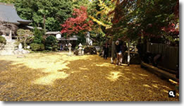 2015年11月11日 大窪寺の紅葉の写真②