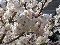 2016年3月20日 香川県さぬき市津田町鶴羽 mitzの家の暖地桜桃満開の写真