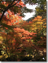 2016年11月12日 11/11に撮影した大窪寺の紅葉の写真②