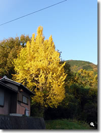 2016年12月2日 さぬき市津田町鶴羽相字のイチョウの写真