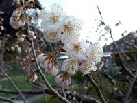 2017年3月19日 香川県さぬき市津田町鶴羽 mitzの家の暖地桜桃開花の写真