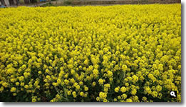 2017年3月23日 さぬき市津田町 JR鶴羽駅付近の菜の花の写真