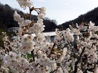 2017年3月24日 香川県さぬき市津田町鶴羽 mitzの家の暖地桜桃満開の写真