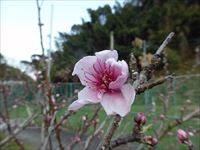 2017年4月2日 さぬき市津田町鶴羽 mitzの家の桃の花 開花の写真