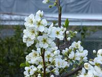 2017年4月2日 さぬき市津田町鶴羽 mitzの家のすももの花の写真